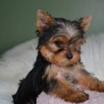 Available Puppies - Northshore Yorkshire Terriers