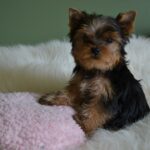 Available Puppies - Northshore Yorkshire Terriers